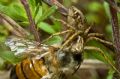 Oxyopes sp.